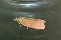 Celypha rosaceana