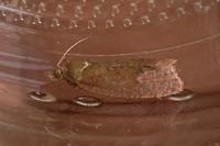 Celypha rosaceana