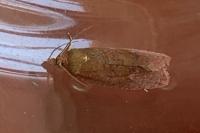 Celypha rosaceana