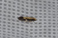 Monopis obviella