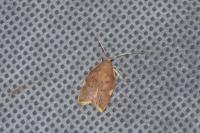 Carcina quercana