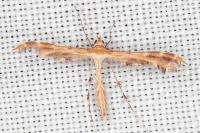Oxyptilus