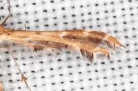 Oxyptilus