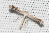 Stangeia siceliota