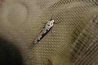 Ethmia bipunctella