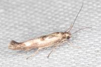 Scythris limbella