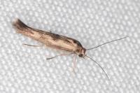 Scythris limbella