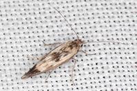 Scythris limbella