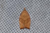 Pandemis corylana
