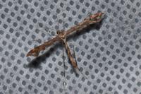 Amblyptilia acanthadactyla