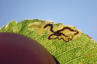 Stigmella hybnerella