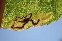 Stigmella hybnerella