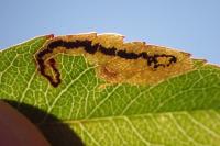 Stigmella hybnerella