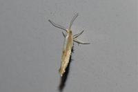 Argyresthia semitestacella