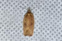 Agonopterix scopariella