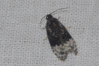Apotomis betuletana