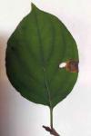 Antispila petryi