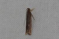 Helcystogramma triannulella