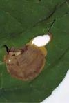 Antispila petryi