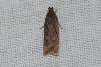 Helcystogramma triannulella