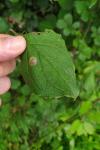 Antispila petryi