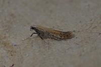 Aspilapteryx tringipennella