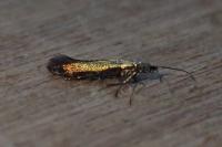 Coleophora