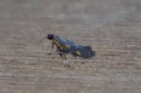 Euspilapteryx auroguttella