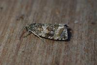 Celypha lacunana