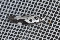 Ethmia quadrillella