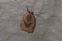 Clepsis rurinana