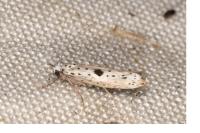 Yponomeuta plumbella