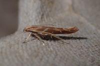 Pyroderces argyrogrammos