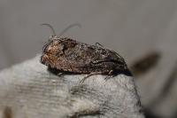 Cydia fagiglandana/splendana