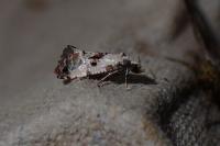 Neocochylis hybridella