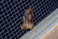 Archips podana