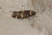Oegoconia