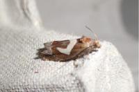 Epiblema foenella