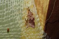 Acleris rhombana