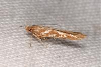 Pyroderces argyrogrammos
