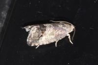 Cydia splendana