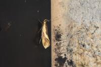 Harpella forficella