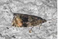 Celypha lacunana