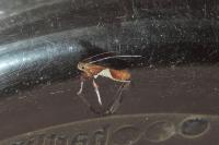 Caloptilia stigmatella