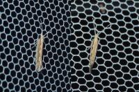 Plutella xylostella