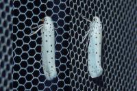 Yponomeuta
