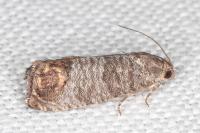 Cydia pomonella