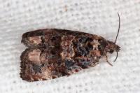 Endothenia