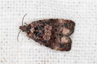 Endothenia