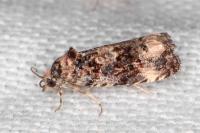 Endothenia